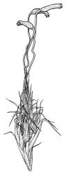 Campylopus introflexus, portion of shoot with capsules, dry. Drawn from J.E. Beever 57–53, CHR 461823.
 Image: R.C. Wagstaff © Landcare Research 2018 